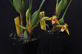 Maxillaria tenuifolia Flavescens 'Yamada' AM/AOS – Yellow Coconut fragrant! - Orchid Design