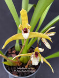 Maxillaria picta – species, fragrant! - Orchid Design