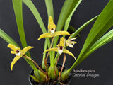Maxillaria picta – species, fragrant! - Orchid Design