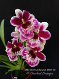 Miltoniopsis Morris Chesnut 'HOF #6' - Orchid Design