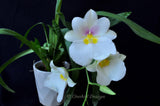 Miltoniopsis Rene Komoda 'Pacific Clouds' - Orchid Design