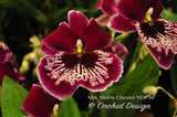 Miltoniopsis Morris Chesnut 'HOF #6' - Orchid Design