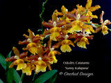 Odontocidium Catatante 'Sunny Kalapana' – Floriferous! - Orchid Design