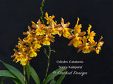 Odontocidium Catatante 'Sunny Kalapana' – Floriferous! - Orchid Design