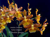 Odontocidium Catatante 'Sunny Kalapana' – Floriferous! - Orchid Design