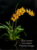 Odontocidium Catatante 'Sunny Kalapana' – Floriferous! - Orchid Design