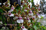Odontocidium Wild Willie 'Pacific Bingo' – Unusual, Fragrant - Orchid Design