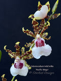 Odontocidium Wild Willie 'Pacific Bingo' – Unusual, Fragrant - Orchid Design