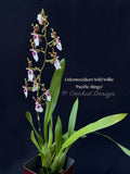 Odontocidium Wild Willie 'Pacific Bingo' – Unusual, Fragrant - Orchid Design