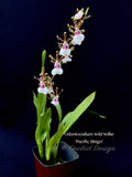 Odontocidium Wild Willie 'Pacific Bingo' – Unusual, Fragrant - Orchid Design