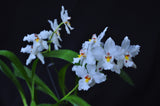 Odontoglossum nobile – Species - Orchid Design