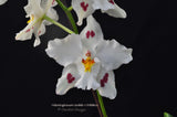 Odontoglossum (nobile x Tribbles) - Orchid Design