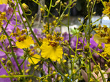 Oncidium Gower Ramsey 'TOW' – Floriferous - Orchid Design