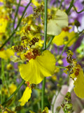 Oncidium Gower Ramsey 'TOW' – Floriferous - Orchid Design
