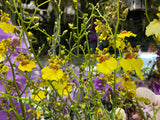 Oncidium Gower Ramsey 'TOW' – Floriferous - Orchid Design