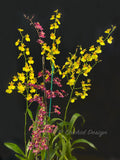 Oncidium Gower Ramsey 'TOW' – Floriferous - Orchid Design