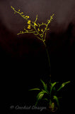 Oncidium Gower Ramsey 'Lemon Heart' AM/AOS - Orchid Design