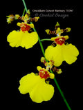 Oncidium Gower Ramsey 'TOW' – Floriferous - Orchid Design