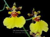 Oncidium Gower Ramsey 'TOW' – Floriferous - Orchid Design