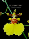 Oncidium Gower Ramsey 'TOW' – Floriferous - Orchid Design