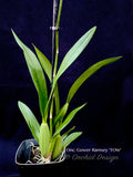 Oncidium Gower Ramsey 'TOW' – Floriferous - Orchid Design