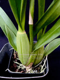 Oncidium Gower Ramsey 'TOW' – Floriferous - Orchid Design