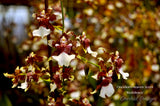 Oncidium Heaven Scent 'Redolence' – Chocolate fragrance! - Orchid Design