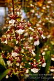 Oncidium Heaven Scent 'Redolence' – Chocolate fragrance! - Orchid Design