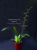 Oncidium Heaven Scent 'Redolence' – Chocolate fragrance! - Orchid Design