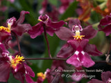 Onc. Heaven Scent 'Sweet Baby' – Chocolate Fragrance - Orchid Design