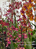Onc. Heaven Scent 'Sweet Baby' – Chocolate Fragrance - Orchid Design