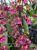 Onc. Heaven Scent 'Sweet Baby' – Chocolate Fragrance - Orchid Design