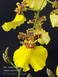 Oncidium Jiuhbao Gold 'Tainan' AM/AOS – Incredible Large Flowers - Orchid Design