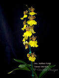 Oncidium Jiuhbao Gold 'Tainan' AM/AOS – Incredible Large Flowers - Orchid Design