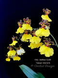 Oncidium Jiuhbao Gold 'Tainan' AM/AOS – Incredible Large Flowers - Orchid Design