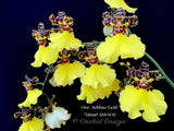 Oncidium Jiuhbao Gold 'Tainan' AM/AOS – Incredible Large Flowers - Orchid Design