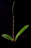 Psychopsis Mariposa 'Green Valley' - Orchid Design
