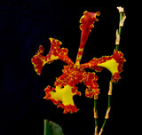 Oncidium Mariposa 'Special' – Three Lips - Orchid Design