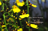 Gomesa (Oncidium) Moon Shadow 'Tiger Tail' – Blooming Size - Orchid Design