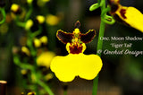 Gomesa (Oncidium) Moon Shadow 'Tiger Tail' – Blooming Size - Orchid Design