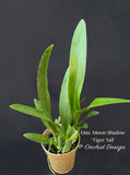 Gomesa (Oncidium) Moon Shadow 'Tiger Tail' – Blooming Size - Orchid Design