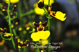 Gomesa (Oncidium) Moon Shadow 'Tiger Tail' – Blooming Size - Orchid Design