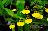 Gomesa (Oncidium) Moon Shadow 'Tiger Tail' – Blooming Size - Orchid Design