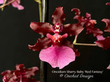 Oncidium Sharry Baby 'Red Fantasy' – Chocolate fragrance! - Orchid Design