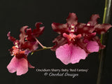 Oncidium Sharry Baby 'Red Fantasy' – Chocolate fragrance! - Orchid Design
