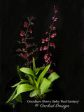 Oncidium Sharry Baby 'Red Fantasy' – Chocolate fragrance! - Orchid Design