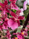 Oncidium Sharry Baby 'Red Fantasy' – Chocolate fragrance! - Orchid Design