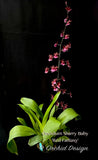 Oncidium Sharry Baby 'Red Fantasy' – Chocolate fragrance! - Orchid Design