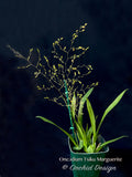Oncidium Tsiku Marguerite 'Romantic Fantasy' – Vanilla fragrant! - Orchid Design
