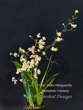Oncidium Tsiku Marguerite 'Romantic Fantasy' – Vanilla fragrant! - Orchid Design